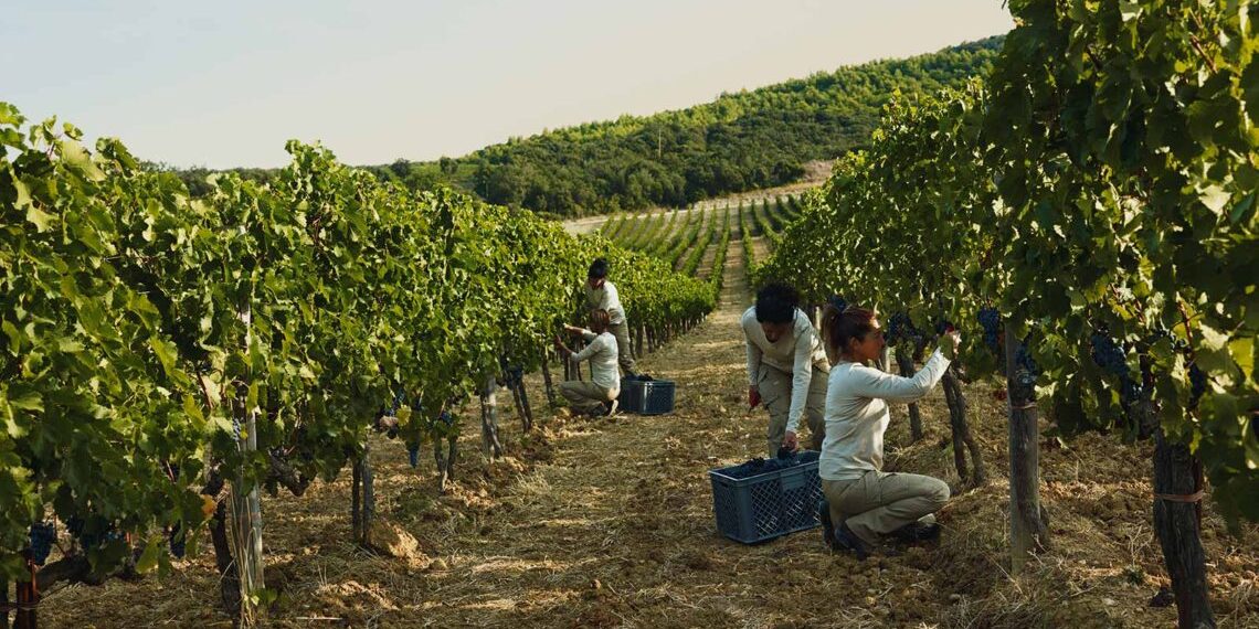 Ngành rượu vang Ý ứng phó với đại dịch như thế nào?