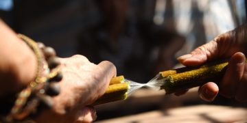 #LocalZine: Lụa sen – Suối tơ óng ả đắt đỏ bậc nhất thế giới