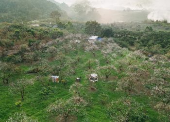 Hoa mận nở trái mùa ở Mộc Châu