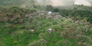 Hoa mận nở trái mùa ở Mộc Châu