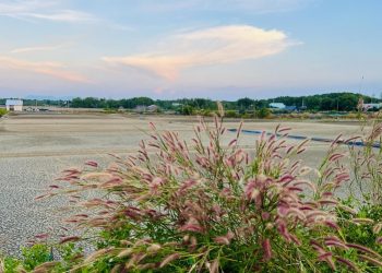 Mùa cỏ hồng đẹp ngất ngây ở ấp đảo Thiềng Liềng