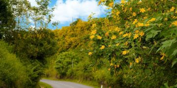 Ngắm sắc dã quỳ nhuộm vàng 1 vùng trời cung đèo Lùng Pa