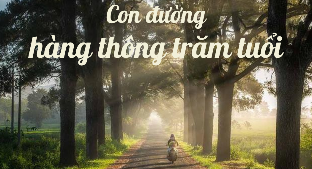 Hàng thông trăm tuổi đẹp như phim ngôn tình ở cao nguyên Gia Lai