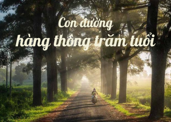 Hàng thông trăm tuổi đẹp như phim ngôn tình ở cao nguyên Gia Lai