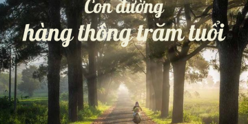 Hàng thông trăm tuổi đẹp như phim ngôn tình ở cao nguyên Gia Lai