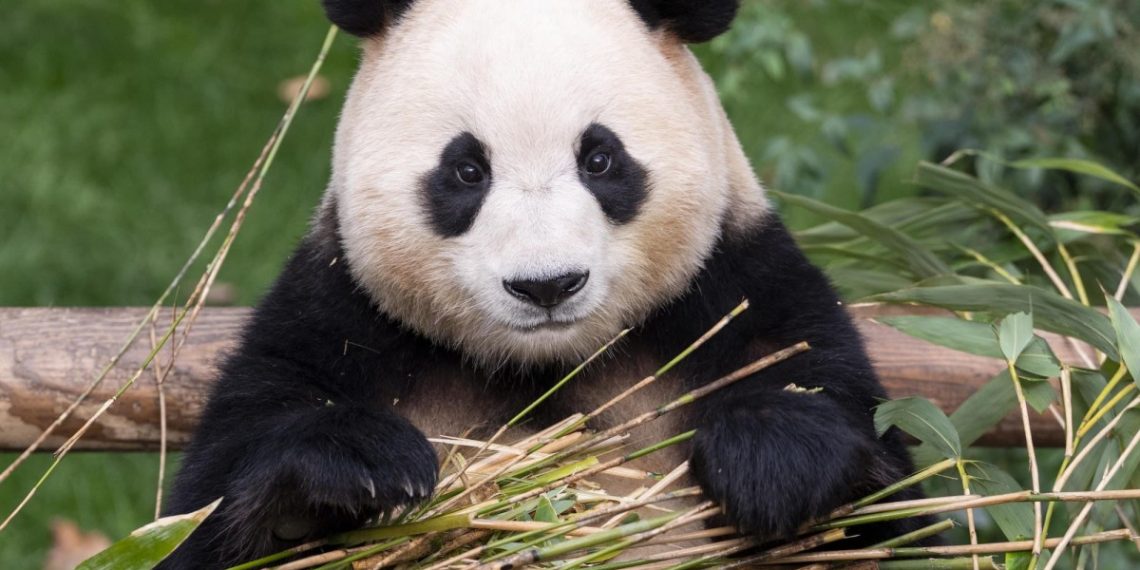 Phim hoạt hình về Fu Bao dự kiến khởi chiếu vào mùa thu 2024 1 Phim hoạt hình về Fu Bao dự kiến khởi chiếu vào mùa thu 2024