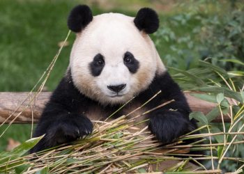 Phim hoạt hình về Fu Bao dự kiến khởi chiếu vào mùa thu 2024