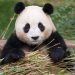 Phim hoạt hình về Fu Bao dự kiến khởi chiếu vào mùa thu 2024 2 Phim hoạt hình về Fu Bao dự kiến khởi chiếu vào mùa thu 2024