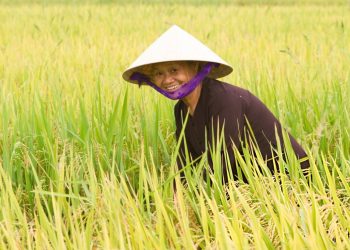 “Giải ngố” một vài phương ngữ phổ biến của người miền Tây