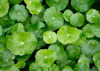 Những lợi ích tuyệt vời của nước rau má mà có thể bạn chưa biết