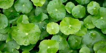 Những lợi ích tuyệt vời của nước rau má mà có thể bạn chưa biết