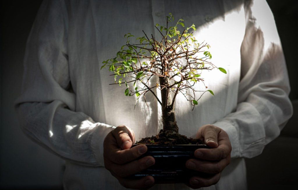 minh hoa cho ikigai phong cach hanh phuc nguoi cam cay bonsai